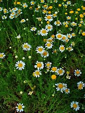 12 Hardy Perennial/Biennial Medium Plug Plants Collection - Ready to Pot UP/Plant Out