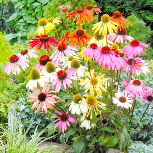 12 Hardy Perennial/Biennial Medium Plug Plants Collection - Ready to Pot UP/Plant Out