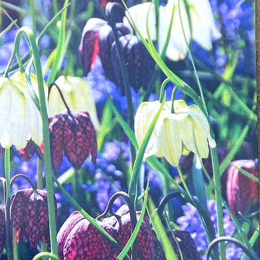Fritillaria meleagris - Bulbs
