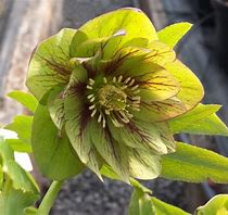 Hellebore orientalis - HELLEBORUS 'Double Cream Green'