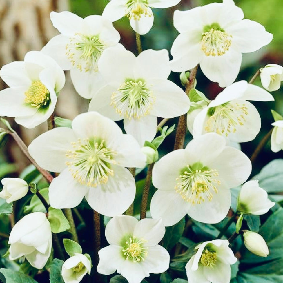 Hellebore orientalis - HELLEBORUS Niger 'Christmas Rose'