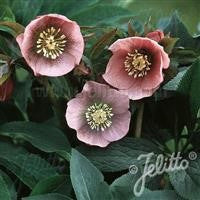 Hellebore orientalis - HELLEBORUS 'Single Pink Spotted' (Pink Lady)
