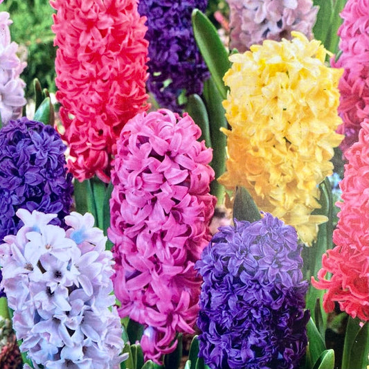 Hyacinth Garden Mix - Bulbs