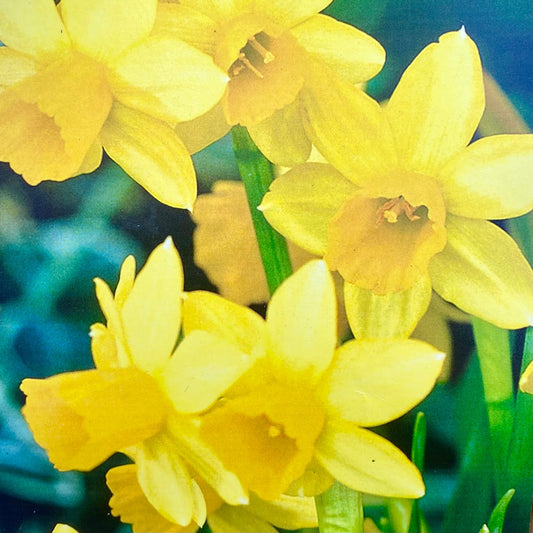 Mini Daffodil (Narcissus) Tete-a-Tete - Bulbs