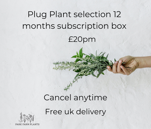 Plug plant selection - 12 months subscription box