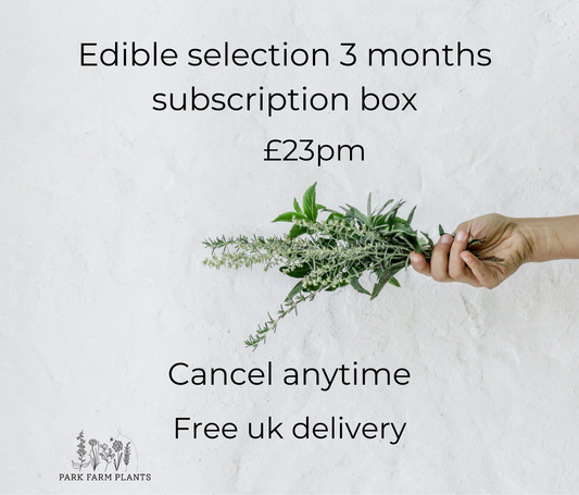 Edible selection 3 months subscription box