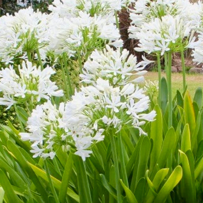 African Lily - AGAPANTHUS africanus 'Albus'