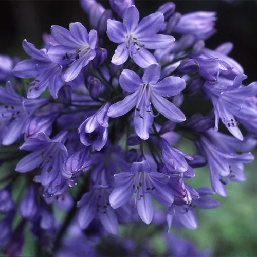 African Lily - AGAPANTHUS africanus 'Big Blue'