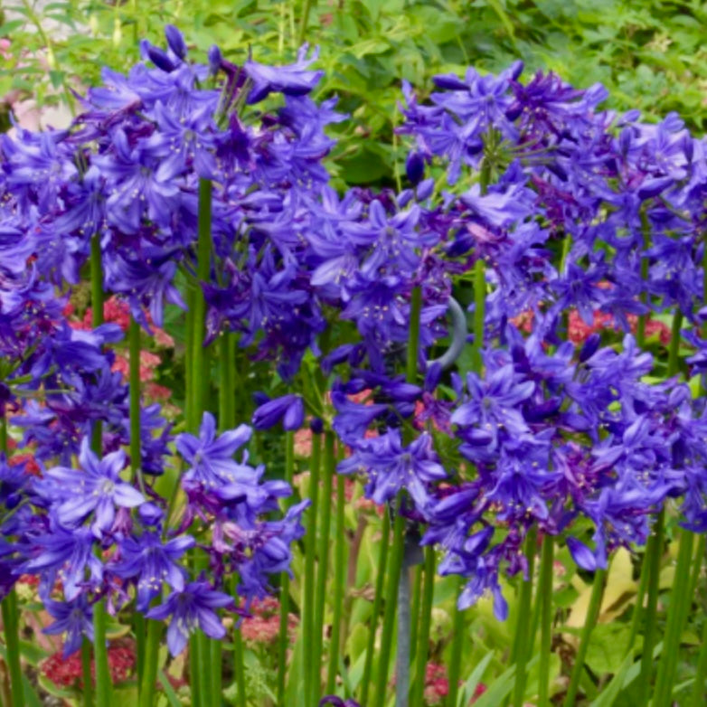 African Lily - AGAPANTHUS 'Cally Blue'