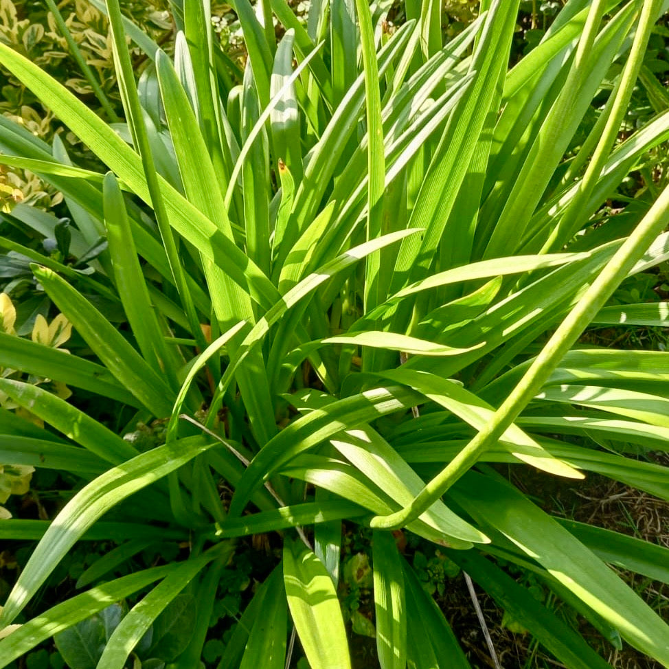 African Lily - AGAPANTHUS 'Cally Blue'