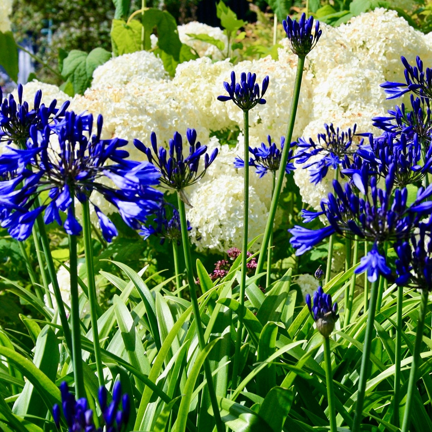 African Lily - AGAPANTHUS 'Navy Blue'