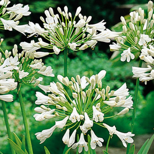 African Lily - AGAPANTHUS 'Snowy White'