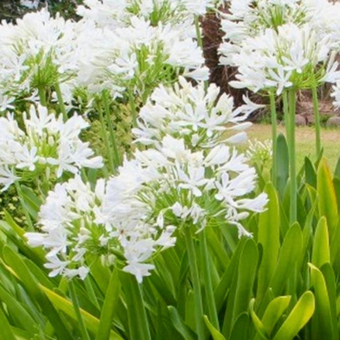 African Lily - AGAPANTHUS 'Snowy White'