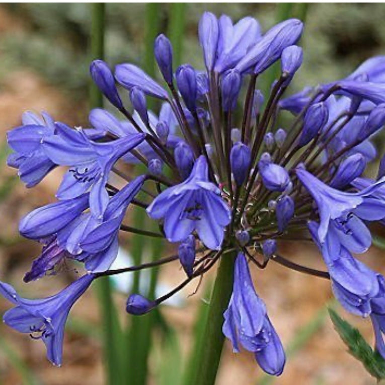 African Lily - AGAPANTHUS 'Tom Thumb'