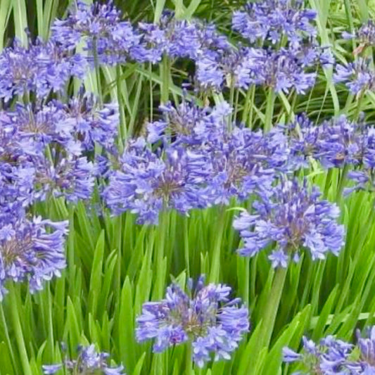 African Lily - AGAPANTHUS Umbellatum 'Peter Pan'