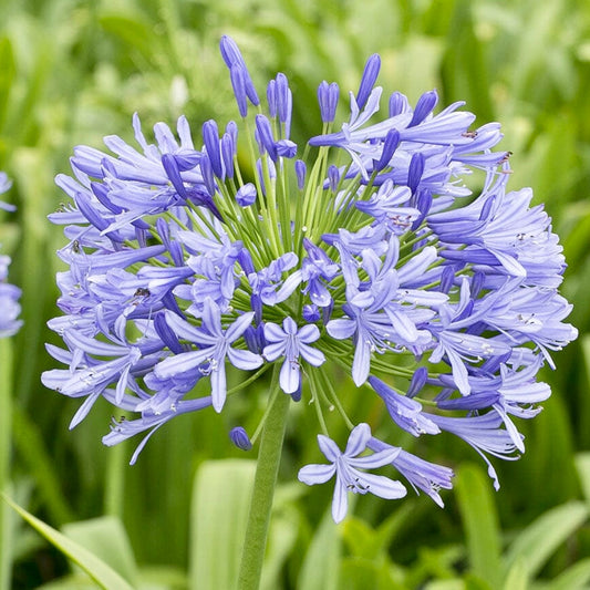 African Lily - AGAPANTHUS umbellatus 'Blue Umbrella'