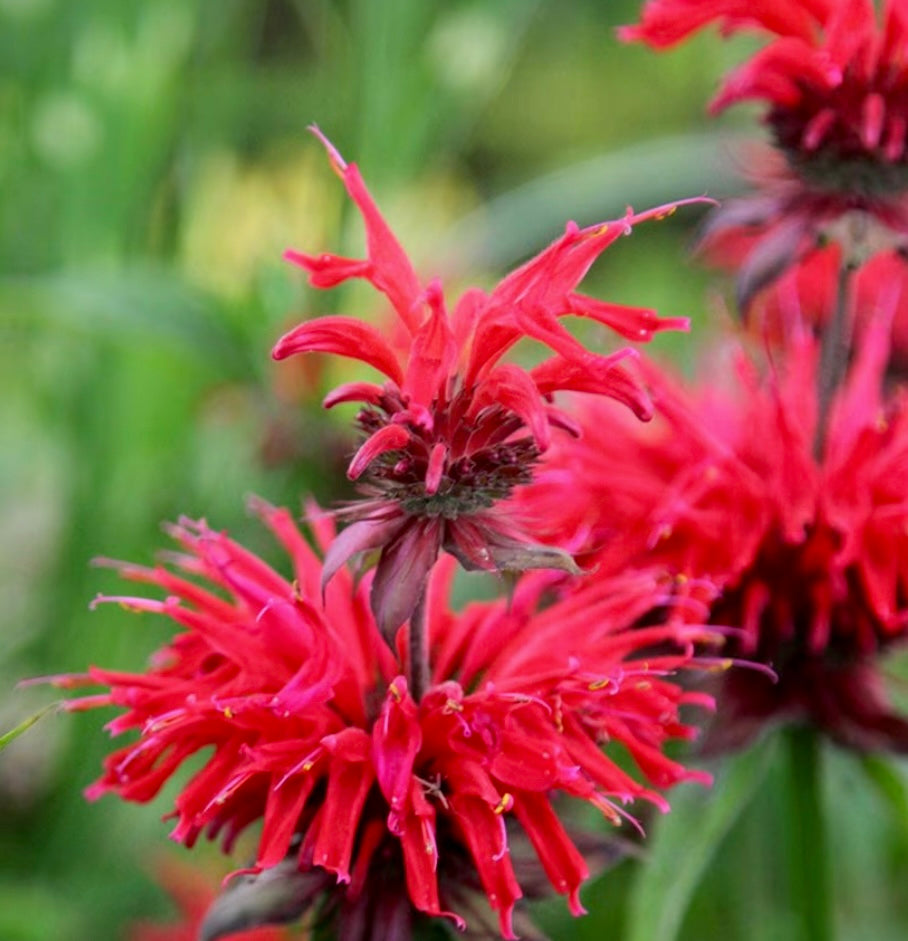 Bergamot, Bee Balm - MONARDA 'Gardenview Scarlet' – Park Farm Plants