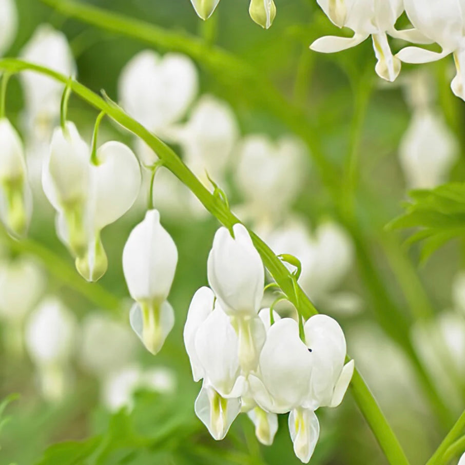 Bleeding Heart - DICENTRA spectabilis 'Alba'