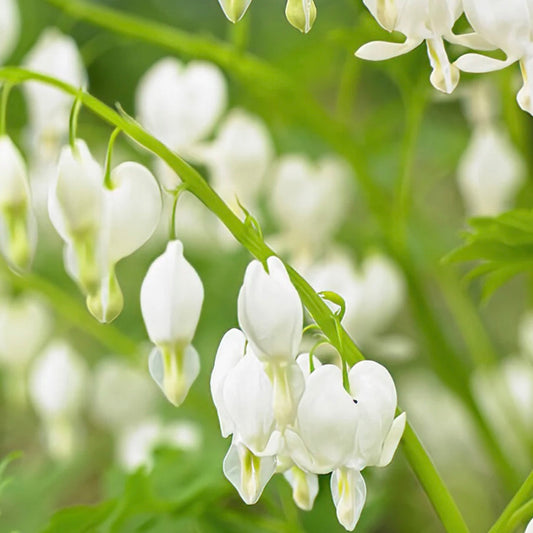 Bleeding Heart - DICENTRA spectabilis 'Alba'