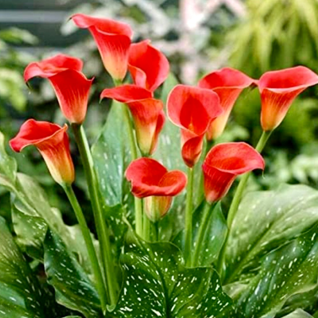 Calla Lily - ZANTEDESCHIA 'Red'