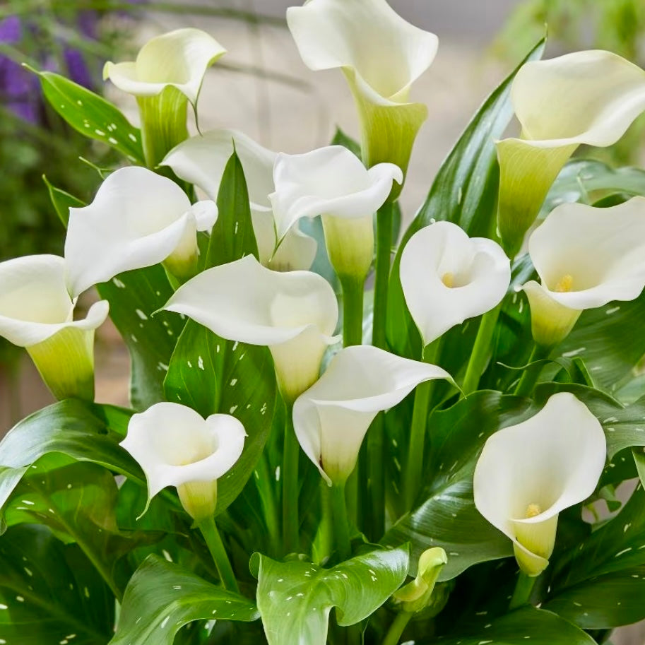 Calla Lily - ZANTEDESCHIA 'White'