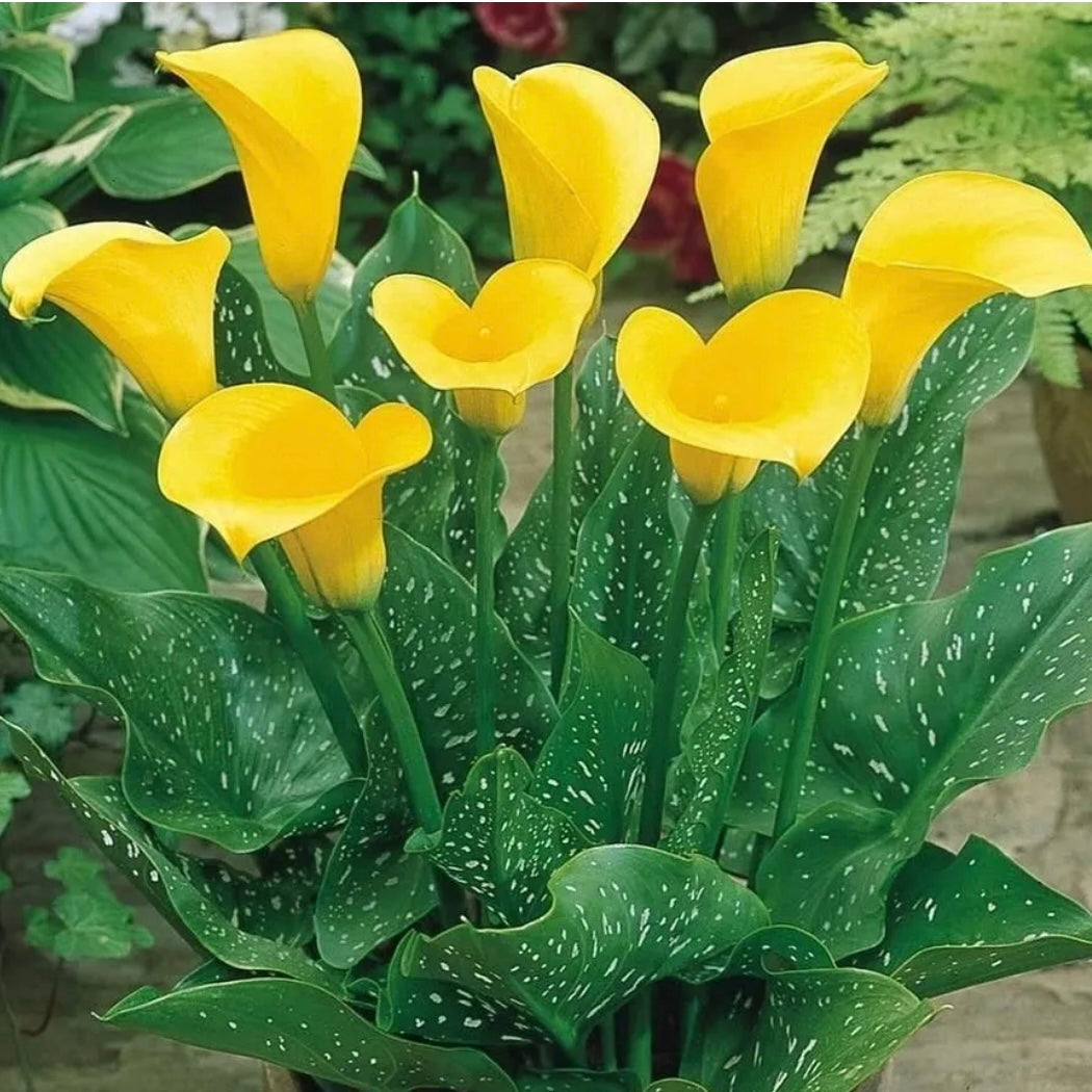 Calla Lily - ZANTEDESCHIA 'Yellow'