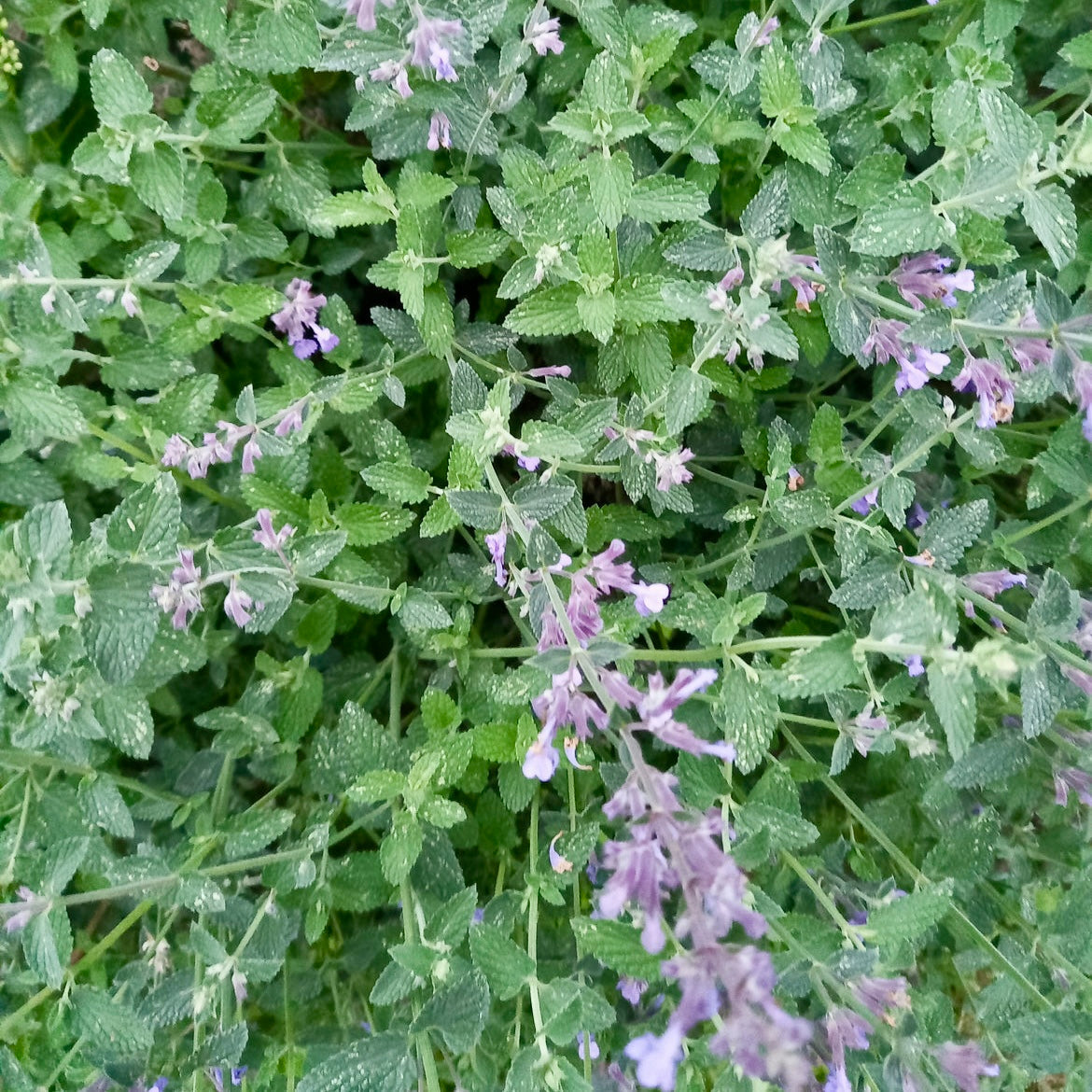 Catmint - NEPETA faassenii 'Purrsian Blue'