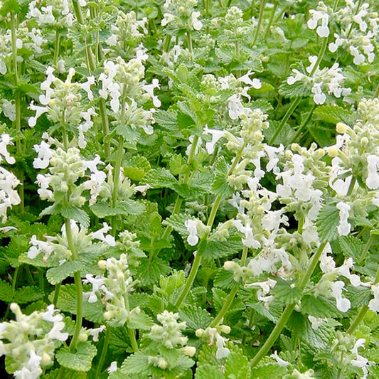 Catmint - NEPETA x faassenii 'Alba'