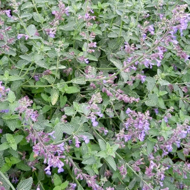 Catmint - NEPETA x faassenii