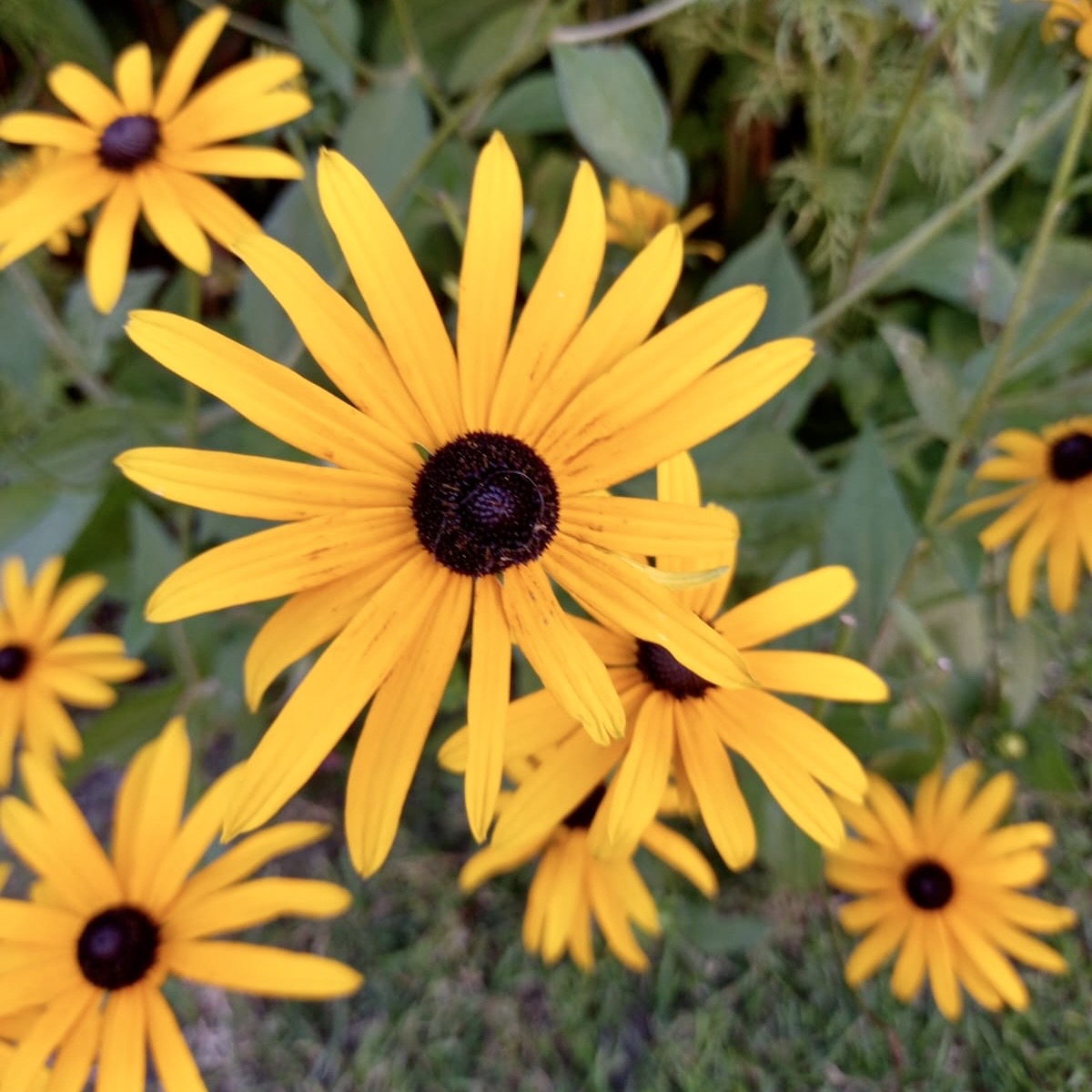 Coneflower - RUDBECKIA fulgida sullivantii 'Goldsturm'