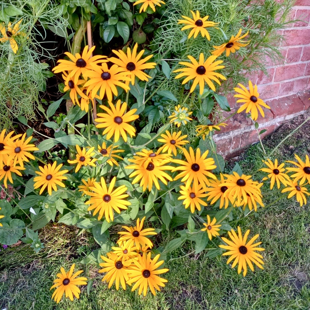 Coneflower - RUDBECKIA fulgida sullivantii 'Goldsturm'