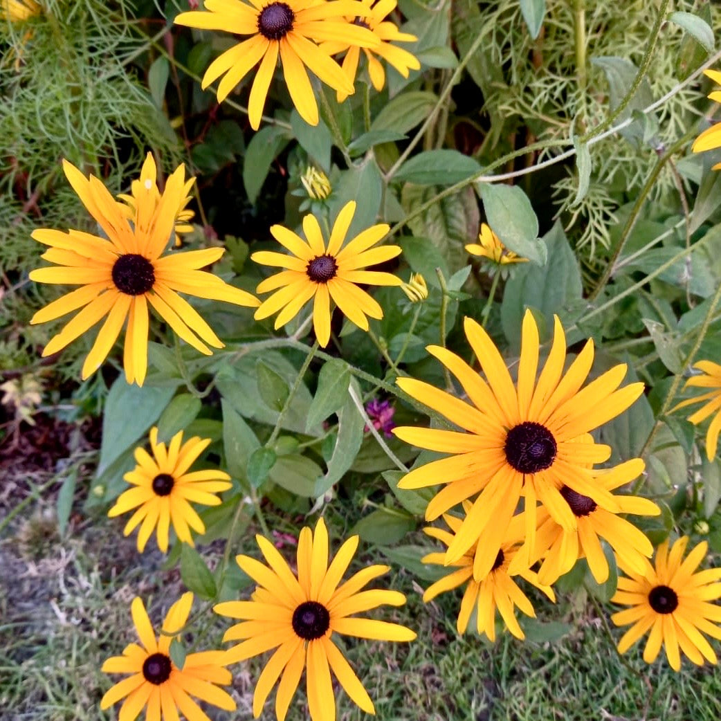 Coneflower - RUDBECKIA fulgida sullivantii 'Goldsturm'