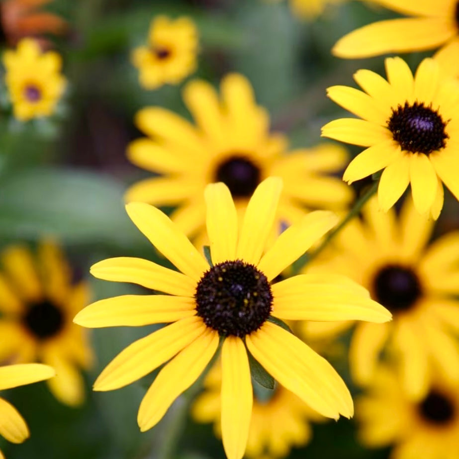 Coneflower - RUDBECKIA fulgida var. deamii