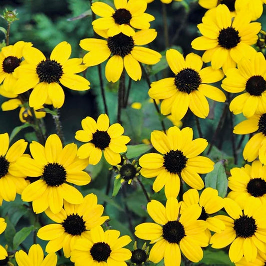 Coneflower - RUDBECKIA triloba 'Blackjack Gold'