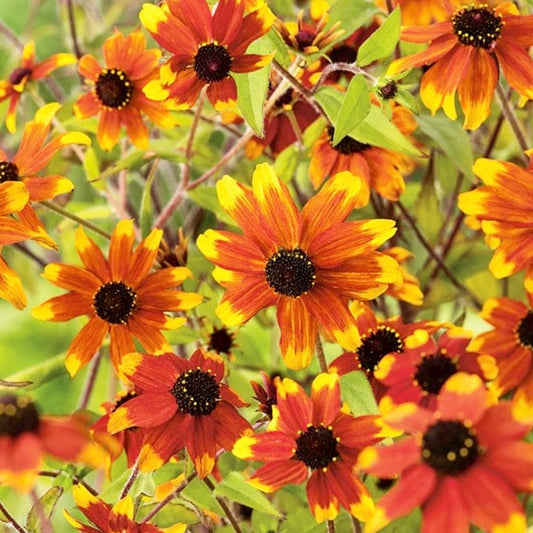 Coneflower - RUDBECKIA triloba 'Prairie Glow'