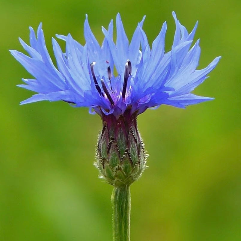 Cornflower - CENTAUREA cyanus