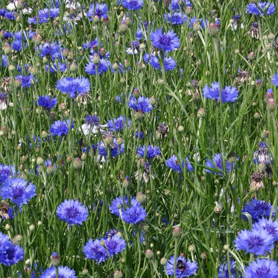 Cornflower - CENTAUREA cyanus