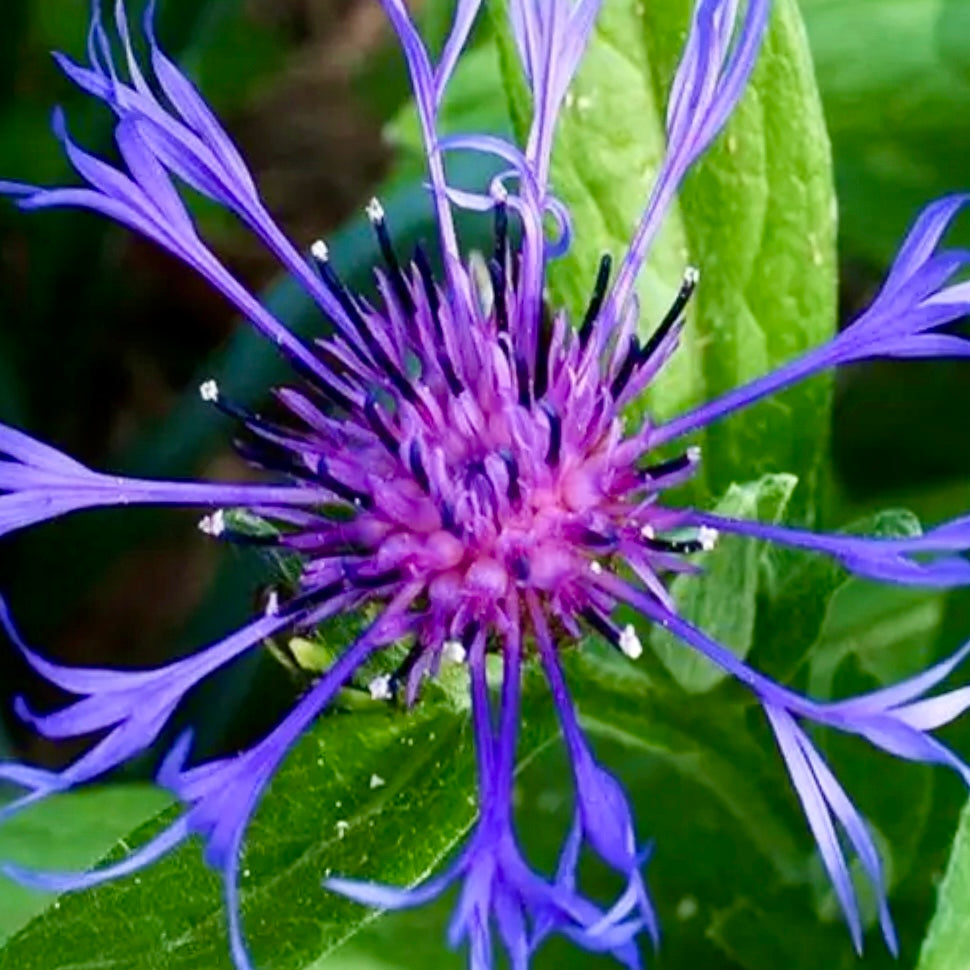 Cornflower, Mountain - CENTAUREA montana