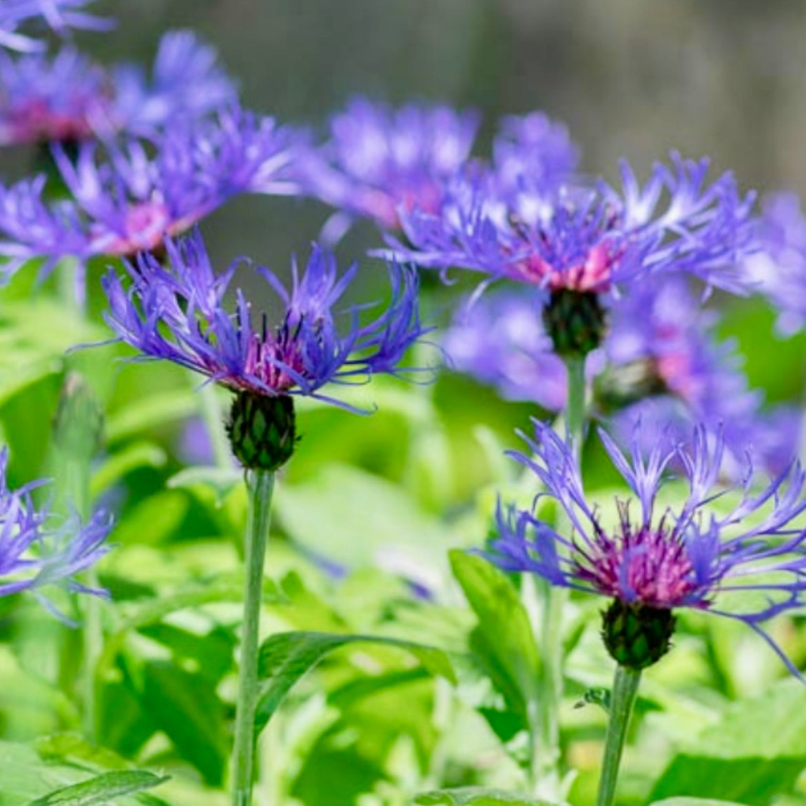 Cornflower, Mountain - CENTAUREA montana