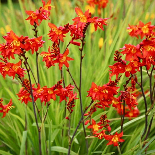 Crocosmia - CROCOSMIA 'Prince of Orange'