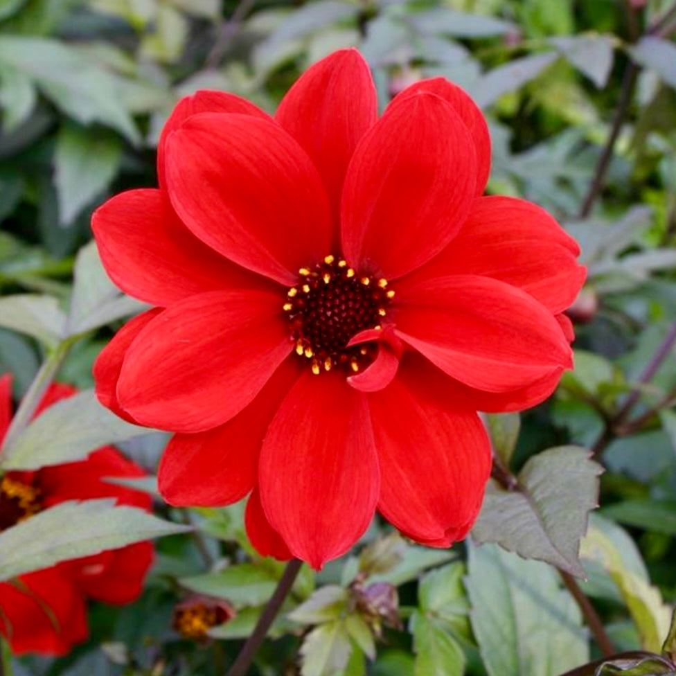 Dahlia - DAHLIA 'Bishop of Llandaff'