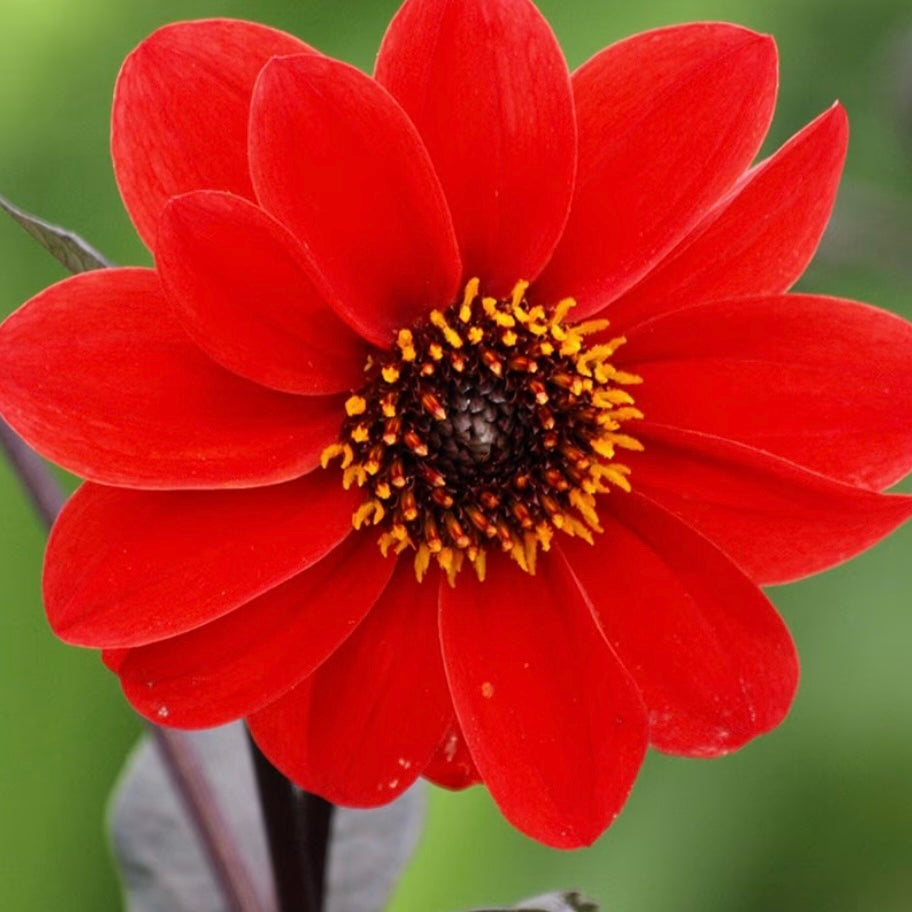 Dahlia - DAHLIA 'Bishop of Llandaff'