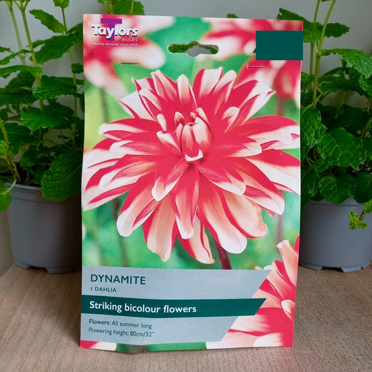 Dahlia - DAHLIA 'Dynamite'