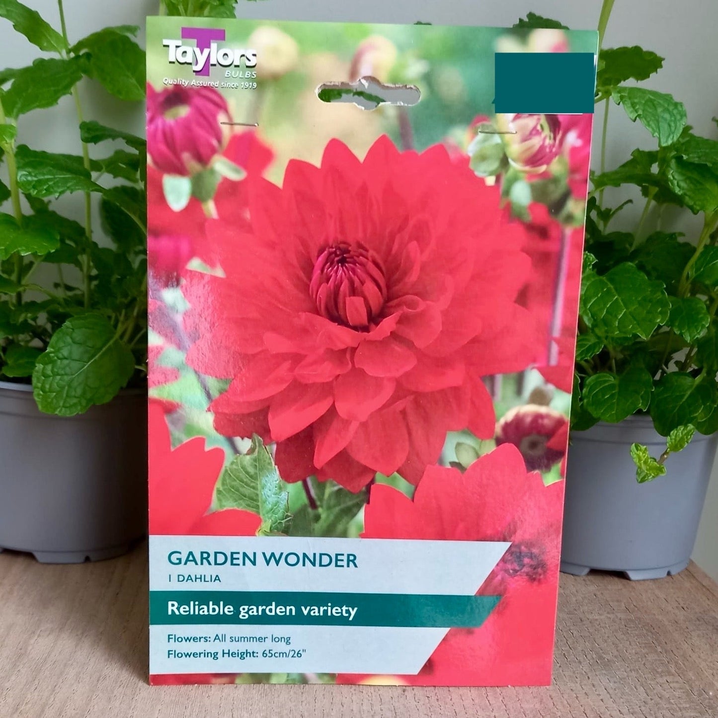 Dahlia - DAHLIA 'Garden Wonder'