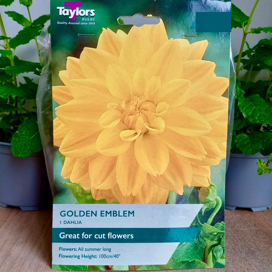 Dahlia - DAHLIA Golden Emblem