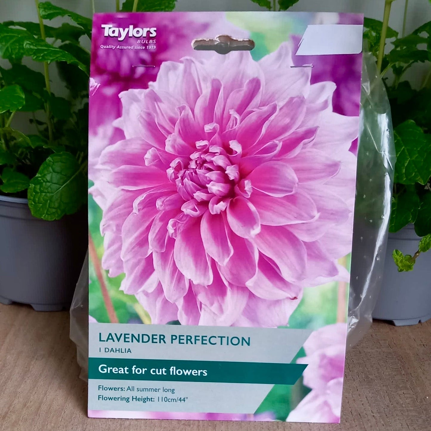 Dahlia - DAHLIA  'Lavender Perfection'