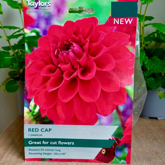 Dahlia - DAHLIA Red Cap