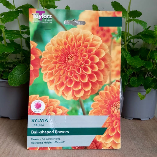 Dahlia Pompom - DAHLIA 'Sylvia'