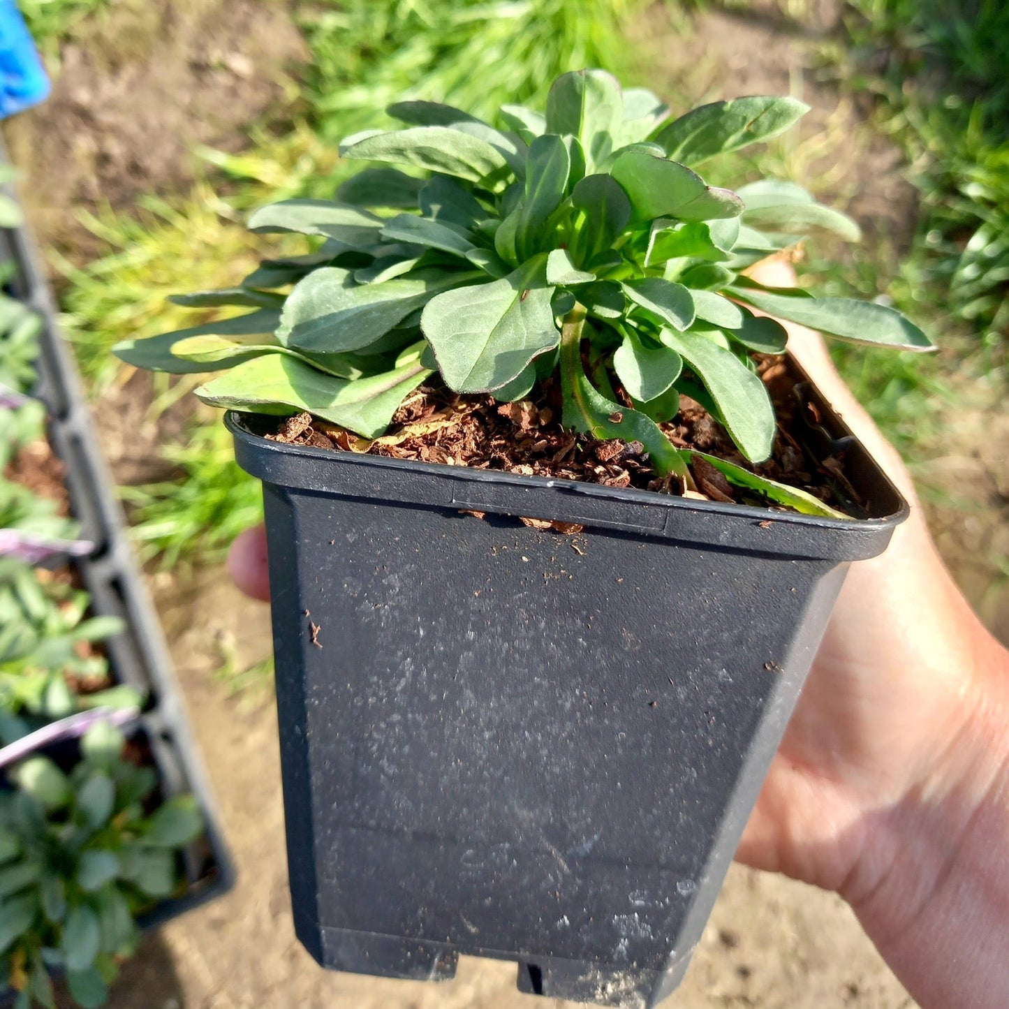 Fleabane - ERIGERON Glaucus 'Sea Breeze'