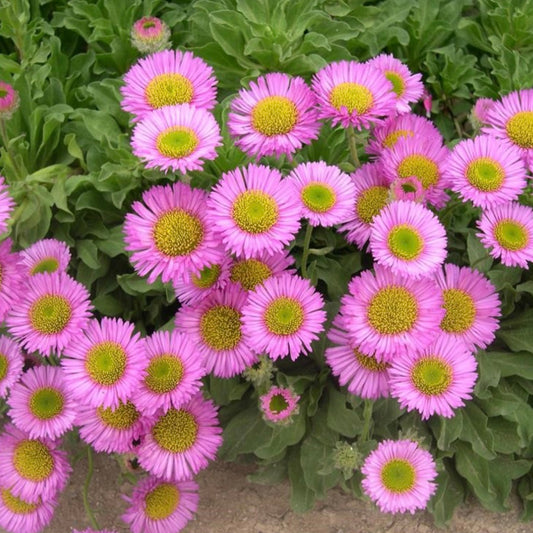 Fleabane - ERIGERON Glaucus 'Sea Breeze'